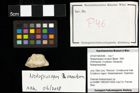 Foto (Objekt + Etiketten) von Nodoprosopon ornatum (Meyer, 1842) 